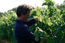 画像をギャラリービューアに読み込む, Domaine Montrose Viognier - An Atypical White