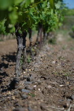 画像をギャラリービューアに読み込む, 2020 Domaine Montrose Salamandre, 750ml