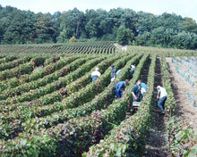 Load image into Gallery viewer, MILLESIME 2012 - Champagne Saint-Reol Grand Cru