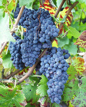 Load image into Gallery viewer, MILLESIME 2012 - Champagne Saint-Reol Grand Cru