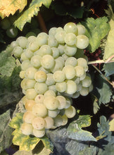 Load image into Gallery viewer, RARE - Carignan Blanc