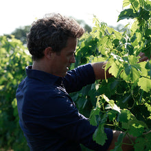 画像をギャラリービューアに読み込む, イリーガル、ムールヴェードル6本 - 見逃せない