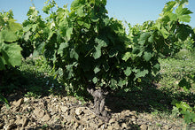 Load image into Gallery viewer, 3 Bottles of 2018 Château des Adouzes le Tigre Magnum - 3x 1.5L